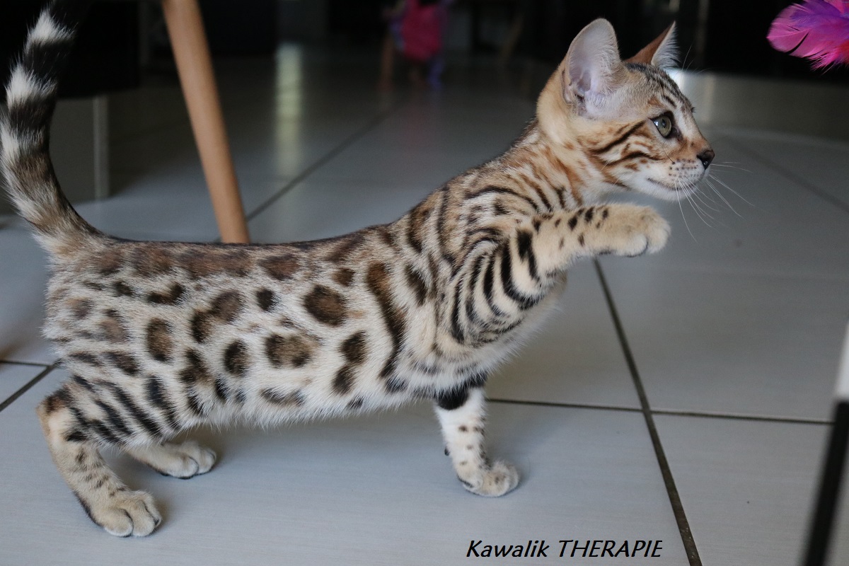 chaton bengal brown spotted